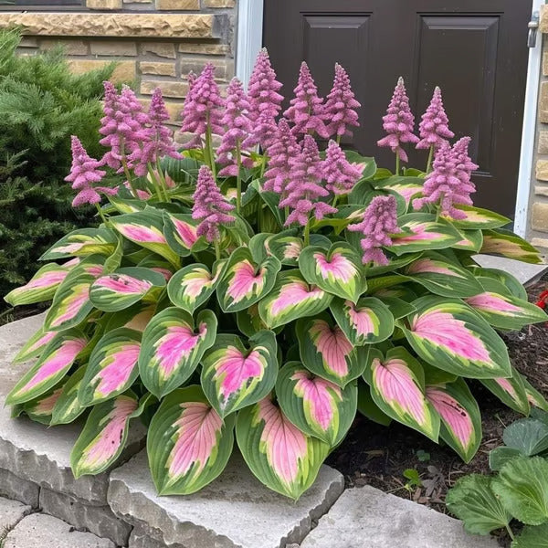 🌿Rare Hosta Seeds for Lush Shade Gardens💖(500 seeds)