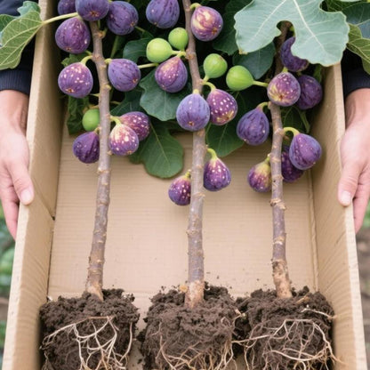 🏆65K+ SOLD!🌿Brown Turkey Fig Seeds – America's Favorite Fig for Patio & Container Gardening! Easy to Grow, Sweet Harvest.