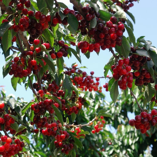 🏆75K+ SOLD! 🌳Cherry Tree Seeds – Delicious, Fresh Cherries Await!(🌿99% Germination)