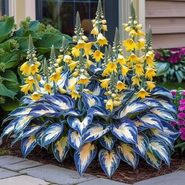 🌿Rare Hosta Seeds for Lush Shade Gardens💖(500 seeds)