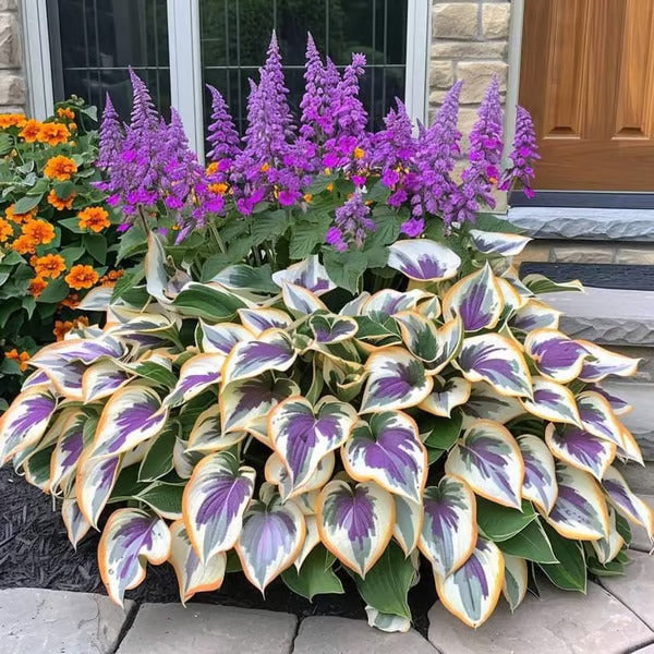 🌿Rare Hosta Seeds for Lush Shade Gardens💖(500 seeds)
