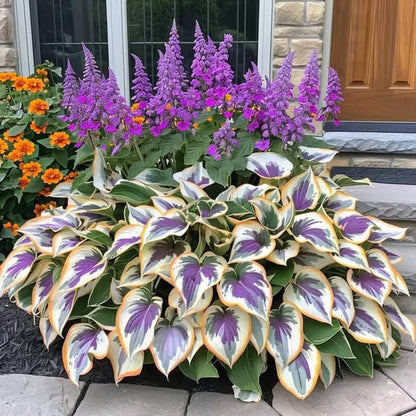 🌿Rare Hosta Seeds for Lush Shade Gardens💖(500 seeds)