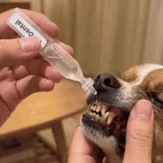 [𝐎𝐟𝐟𝐢𝐜𝐢𝐚𝐥 𝐒𝐭𝐨𝐫𝐞]👑👑 Agelessory® 𝐏𝐞𝐭 𝐃𝐞𝐧𝐭𝐚𝐥 & 𝐃𝐢𝐠𝐞𝐬𝐭𝐢𝐯𝐞 𝐇𝐞𝐚𝐥𝐭𝐡 𝐎𝐫𝐚𝐥 𝐋𝐢𝐪𝐮𝐢𝐝 – 𝐃𝐞𝐧𝐭𝐚𝐥 𝐜𝐥𝐞𝐚𝐧𝐢𝐧𝐠, 𝐟𝐫𝐞𝐬𝐡𝐞𝐫 𝐛𝐫𝐞𝐚𝐭𝐡, 𝐫𝐞𝐦𝐨𝐯𝐞𝐬 𝐭𝐚𝐫𝐭𝐚𝐫, 𝐬𝐮𝐩𝐩𝐨𝐫𝐭𝐬 𝐠𝐮𝐦 𝐫𝐞𝐠𝐞𝐧𝐞𝐫𝐚𝐭𝐢𝐨𝐧 (𝐟𝐨𝐫 𝐂𝐚𝐭𝐬 & 𝐃𝐨𝐠𝐬)