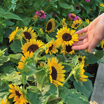 Kindergarten Sunflower Seeds