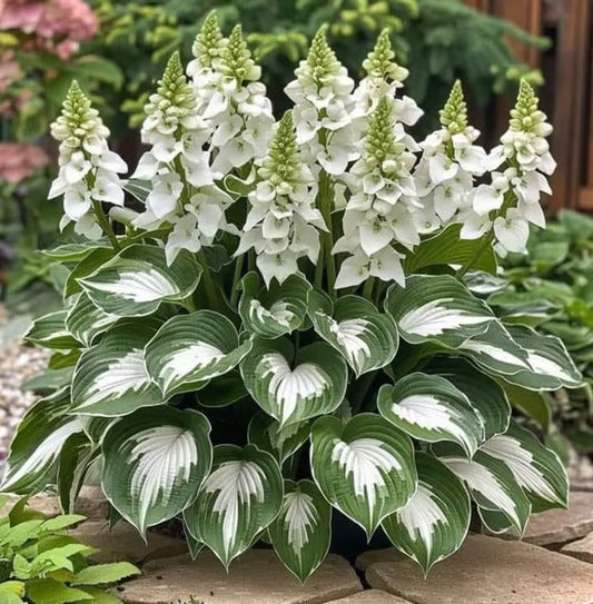 🌿Rare Hosta Seeds for Lush Shade Gardens💖(500 seeds)
