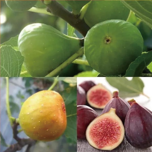 🏆65K+ SOLD!🌿Brown Turkey Fig Seeds – America's Favorite Fig for Patio & Container Gardening! Easy to Grow, Sweet Harvest.