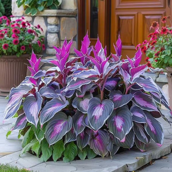 🌿Rare Hosta Seeds for Lush Shade Gardens💖(500 seeds)
