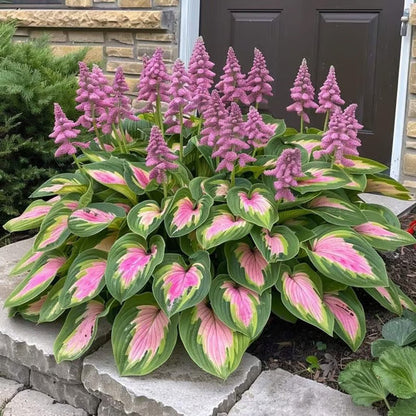 🌿Rare Hosta Seeds for Lush Shade Gardens💖(500 seeds)