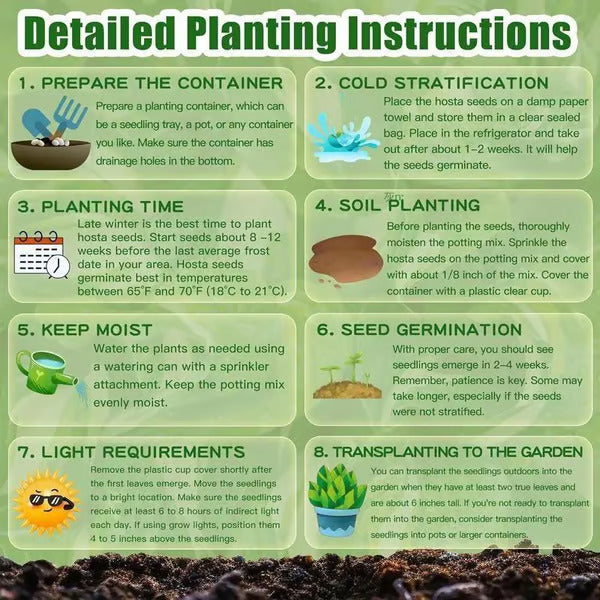 🌿Rare Hosta Seeds for Lush Shade Gardens💖(500 seeds)