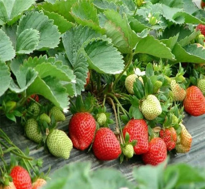 (New Harvest)🍓All-year-round Strawberry Seeds🌿Pre-Primed for High Germination (99% Germination)