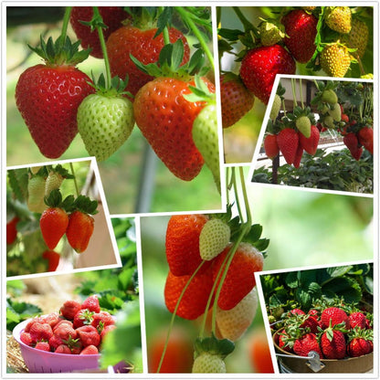 (New Harvest)🍓All-year-round Strawberry Seeds🌿Pre-Primed for High Germination (99% Germination)