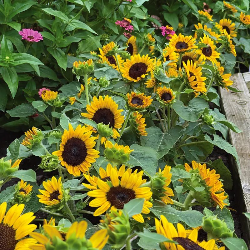 Kindergarten Sunflower Seeds