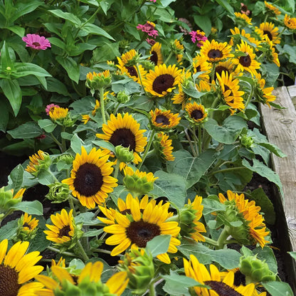 Kindergarten Sunflower Seeds
