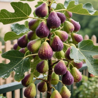 🏆65K+ SOLD!🌿Brown Turkey Fig Seeds – America's Favorite Fig for Patio & Container Gardening! Easy to Grow, Sweet Harvest.