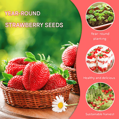 (New Harvest)🍓All-year-round Strawberry Seeds🌿Pre-Primed for High Germination (99% Germination)