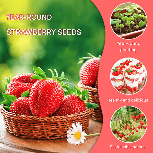 (New Harvest)🍓All-year-round Strawberry Seeds🌿Pre-Primed for High Germination (99% Germination)