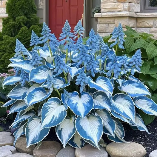 🌿Rare Hosta Seeds for Lush Shade Gardens💖(500 seeds)