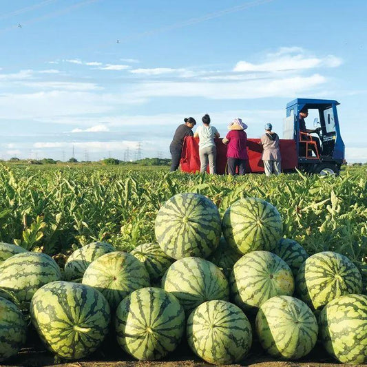 🍉Lazy Man's Watermelon Seeds – Grow Watermelons the Easy Way!