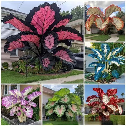 Mixed Color Hosta Seeds | Shade-Loving Perennials with Stunning Foliage