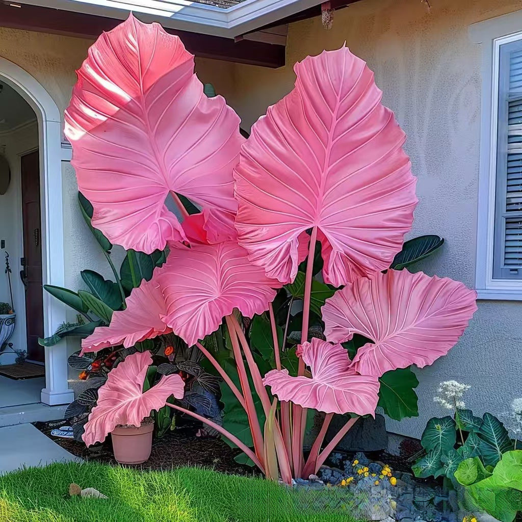 Mixed Color Hosta Seeds | Shade-Loving Perennials with Stunning Foliage