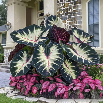 Mixed Color Hosta Seeds | Shade-Loving Perennials with Stunning Foliage