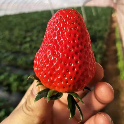 (New Harvest)🍓All-year-round Strawberry Seeds🌿Pre-Primed for High Germination (99% Germination)