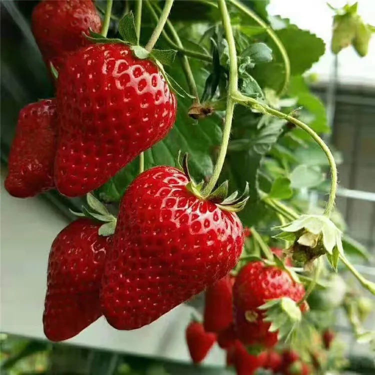 (New Harvest)🍓All-year-round Strawberry Seeds🌿Pre-Primed for High Germination (99% Germination)
