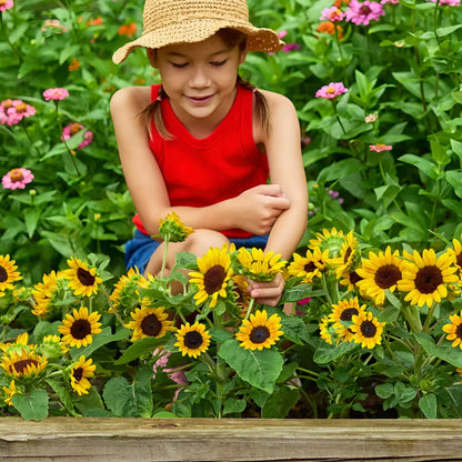 Kindergarten Sunflower Seeds