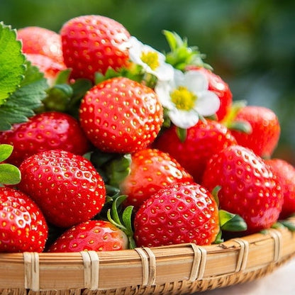(New Harvest)🍓All-year-round Strawberry Seeds🌿Pre-Primed for High Germination (99% Germination)