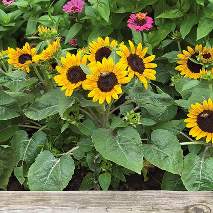 Kindergarten Sunflower Seeds