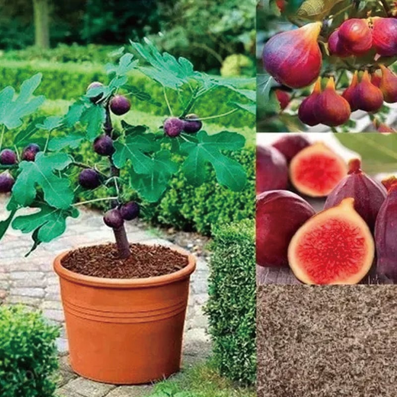 🏆65K+ SOLD!🌿Brown Turkey Fig Seeds – America's Favorite Fig for Patio & Container Gardening! Easy to Grow, Sweet Harvest.