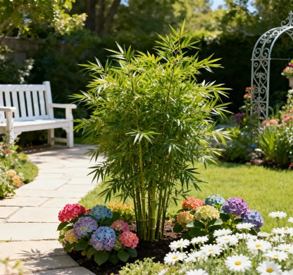 🎍Lucky Bamboo Cypress Seeds – Hardy, Easy-Grow Evergreen for Garden & Home