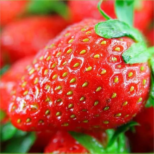 (New Harvest)🍓All-year-round Strawberry Seeds🌿Pre-Primed for High Germination (99% Germination)